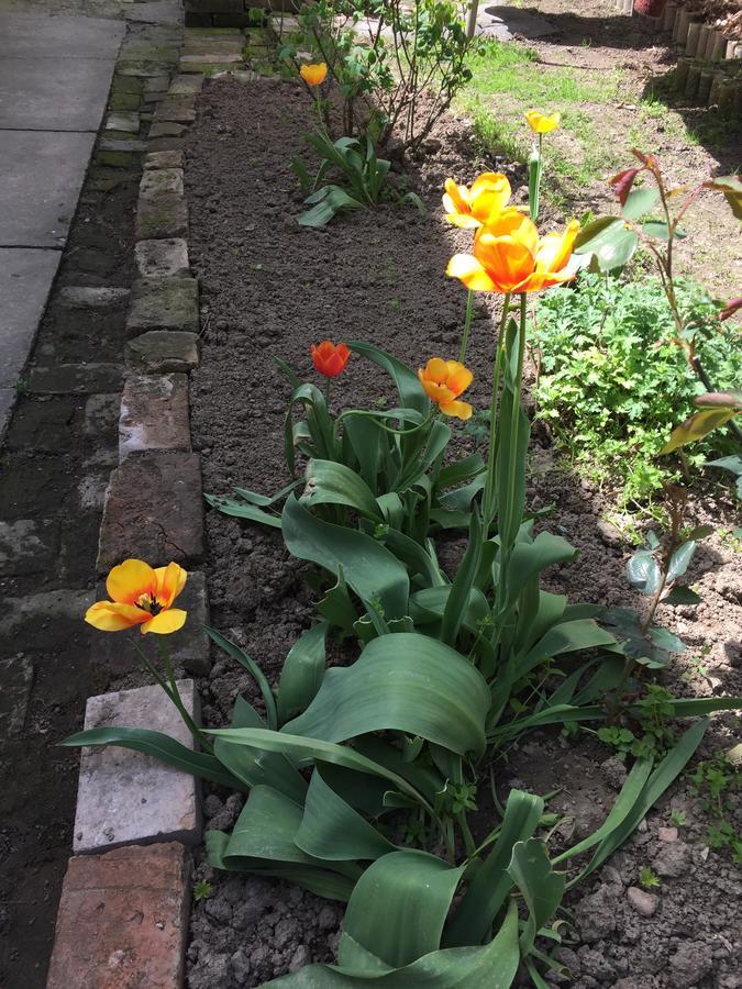 Crown Street Garden Studio Belgrado Exterior foto